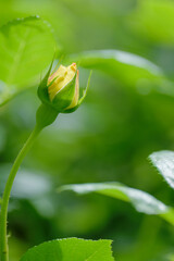 新緑と色鮮やかな薔薇の花