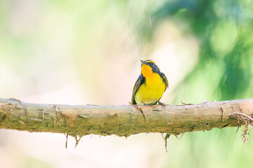 新緑の林で美しくさえずる可愛いキビタキ（ヒタキ科）。
日本国東京都八王子市、八王子城跡にて。
2024年5月撮影。
A lovely Narcissus Flycatcher, (Ficedula narcissina, family Cyanopterygidae) singing beautifully in in the fresh greenery woods.
