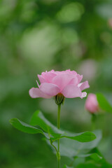 新緑と色鮮やかな薔薇の花