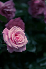 木陰のピンク色のバラ