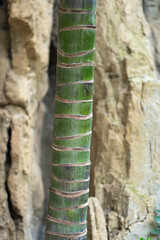 Bambu tree closeup