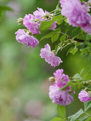 新緑と色鮮やかな薔薇の花