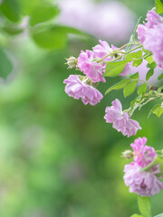 新緑と色鮮やかな薔薇の花