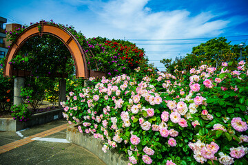 Fototapeta premium バラ園