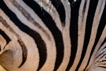 Fototapeta na wymiar An abstract view of a zebra's stripy fur pattern. Photographed in South Africa.