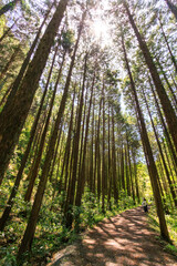 城山川上流部の林道沿いの美しい新緑の林。
日本国東京都八王子市、八王子城跡にて。
2024年5月撮影。
Beautiful fresh green forest along the forest road in the upper reaches of the Shiroyama River.
