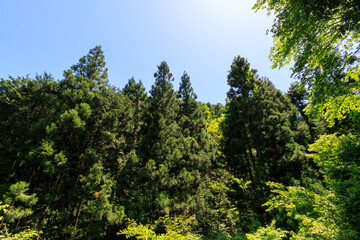 城山川上流部の林道沿いの美しい新緑の林。
日本国東京都八王子市、八王子城跡にて。
2024年5月撮影。
Beautiful fresh green forest along the forest road in the upper reaches of the Shiroyama River.
