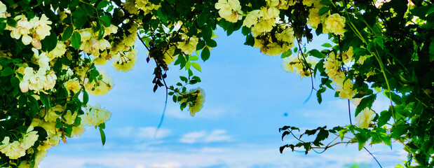 Fototapeta premium Expansive view of white rose blooms against a clear blue sky