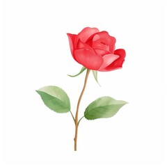 Obraz premium red rose. water color style