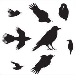 vector silhouette of a Birds