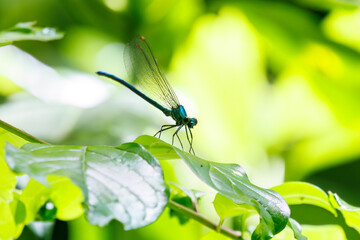 新緑の林で飛び回る美しいアオイトトンボ（アオイトトンボ科）。
日本国東京都八王子市、八王子城跡にて。
2024年5月撮影。
A beautiful Common Spreadwing, Emerald damselfly (Lestes sponsa) flitting about in a fresh green forest.

