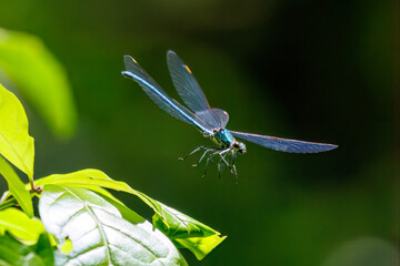 新緑の林で飛び回る美しいアオイトトンボ（アオイトトンボ科）。
日本国東京都八王子市、八王子城跡にて。
2024年5月撮影。
A beautiful Common Spreadwing, Emerald damselfly (Lestes sponsa) flitting about in a fresh green forest.
