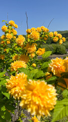 yellow flowers against blue sky