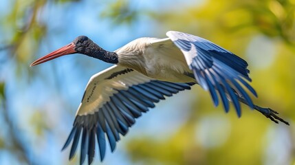 Jabiru stork (Jabiru mycteria) in flight in a bright blue sky; Pantanal, Brazil Generative AI