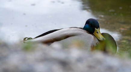 Obraz premium Stockente am See