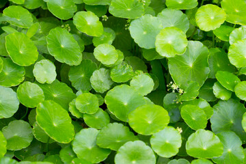 Gotu kola or centella asiatica. Green leaves of herb plant in the garden