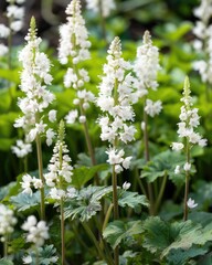 Fototapeta premium Tiarella Cordifolia in Penumbra: White Blooms of Shadowy Shrub Plant