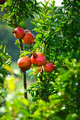 収穫を待つザクロの実