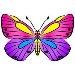 beautiful butterfly The multi-colored pattern is beautiful.
