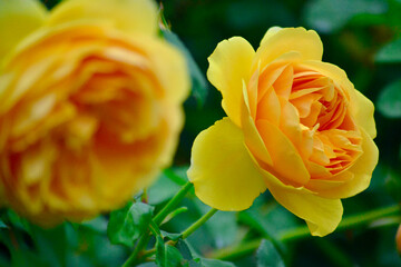 黄色いバラ