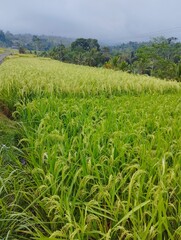 Bali Island : green rice field