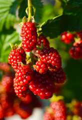 ヨーロッパキイチゴ