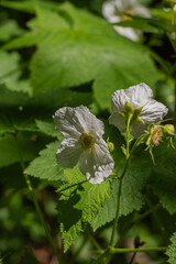 Thimbleberry (rubus parviflorus)