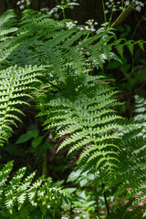 bracken fern (pteridium aquilinum)