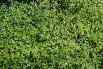 herb robert (geranium robertainum)
