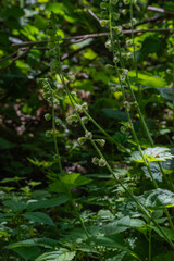 Tellima grandiflora, bigflower tellima, or fringecups