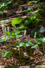 False lily of the valley (Maianthemum dilatatum)
