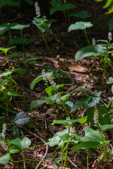 False lily of the valley (Maianthemum dilatatum)