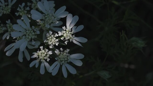 木漏れ日を浴びる、白いレースのようなオルレアの花