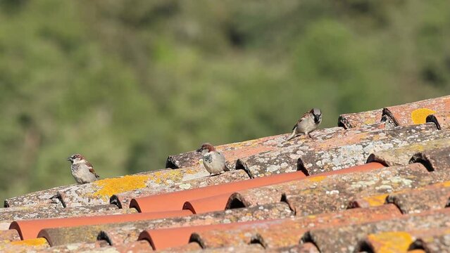 Tres gorri&oacute;n com&uacute;n macho, Passer domesticus, sobre tejas con fondo del bosque en Prades, Catalu&ntilde;a, Espa&ntilde;a