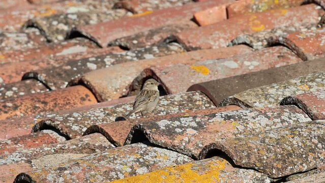 Gorrion hembra, Passer domesticus, saltando sobre las tejas, Prades, Catalu&ntilde;a
