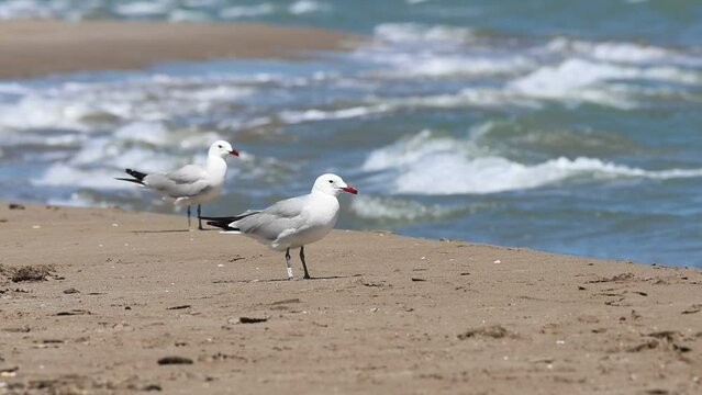 Gaviota audouinii, Ichthyaetus audouinii, cagando en la playa Migjorn del delta del Ebro y fondo de olas rompiendo, Catalu&ntilde;a, Espa&ntilde;a