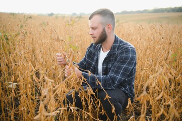 armer inspects soybeans before harvesting. The concept of agricultural industry