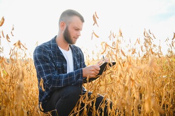 farmer agronomist in soybean field checking crops. Organic food production and cultivation