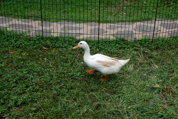side view of white duck standing on green grass in a cage