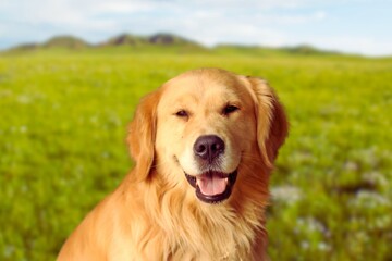 Golden Retriever,Dog,National Golden Retriever Day.The Golden Retriever is one of the most popular dog breeds in the US,The calm temperament and playfulness make them ideal friends for any dog lover. © Jayalathge