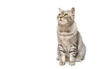 A Scottish cat sits and looks up, isolated on a white background. A beautiful cat looks away from the camera