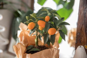 Kumquat in a pot on the chest of drawers in the bedroom