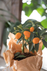 Kumquat in a pot on the chest of drawers in the bedroom