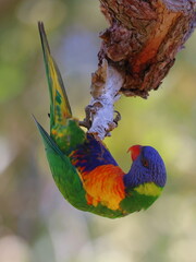 Cute, colorful, multicolored, Rainbow Lorikeet (Trichoglossus moluccanus), parrot, hanging upside...