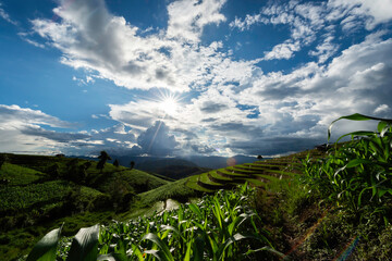 Beautiful scenery of Ban pa pong piang rice terraces. Rice fields on a hill with view of mount at...