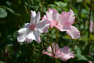 Obraz premium つるデンティベス バラの花