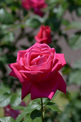 ふるさと　バラの花