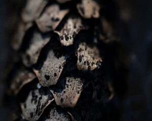 close up of a peace of pine cone