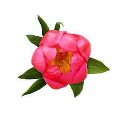 Coral peony flower with green leaves in a small floral arrangement isolated on white or transparent...