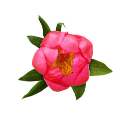 Coral peony flower with green leaves in a small floral arrangement isolated on white or transparent background